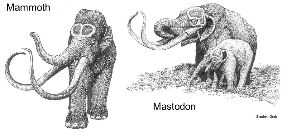 A mammoth and a mastodon, two types of ice age elephants.